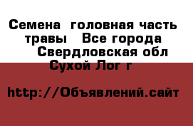 Семена (головная часть))) травы - Все города  »    . Свердловская обл.,Сухой Лог г.